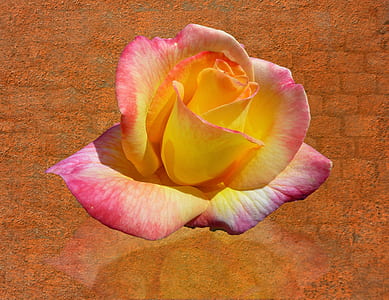 shallow focus photography of yellow and pink flower thumbnail