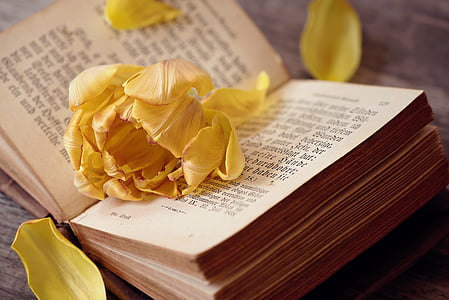 close view of yellow flower petals on opened book thumbnail