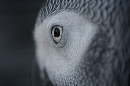 shallow focus photography of eye of bird thumbnail