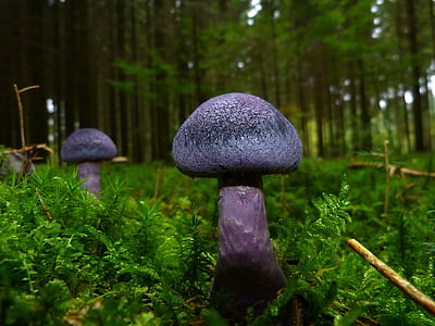 two purple button mushrooms thumbnail