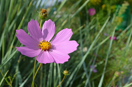 close up photo of pink cosmos flower thumbnail