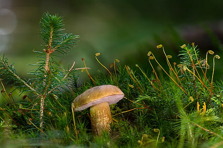 close-up photo of brown mushroom thumbnail