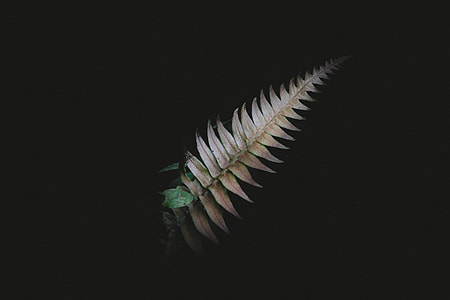 brown leaf thumbnail