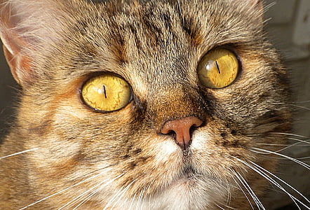 brown and white cat thumbnail