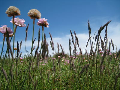 Pink Flower on Green Field Under White and Blue Sky during Daytime thumbnail