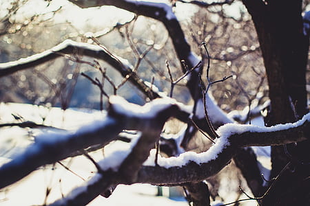 Wither Tree With Snow on Branch thumbnail