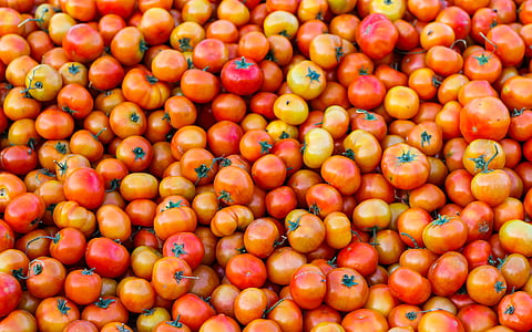 red and yellow tomatoes lot thumbnail