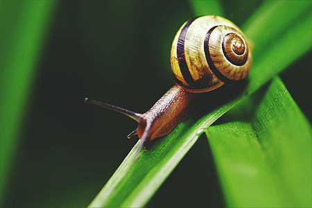 Closeup macro shot of a snail thumbnail