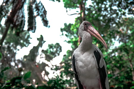 bird, animal, zoo, beak thumbnail