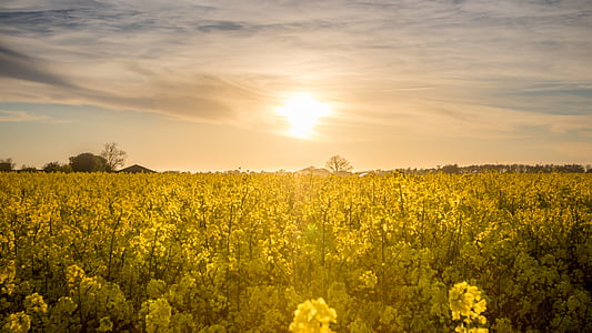 flower field under yellow sky thumbnail