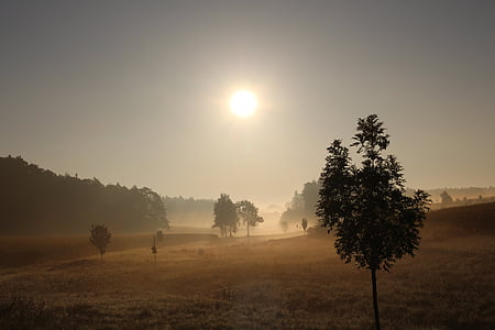 silhouette of sapling thumbnail