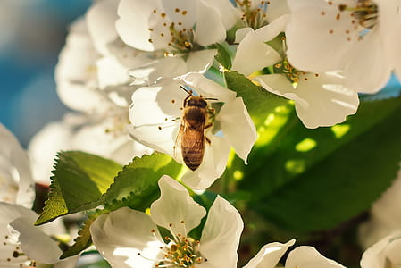 white flowers thumbnail