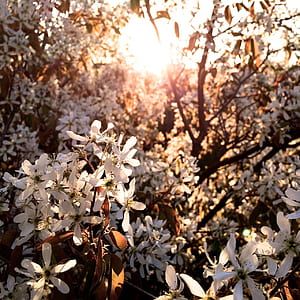 sunshine, spring, tree, blooms thumbnail