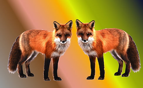 two brown foxes thumbnail