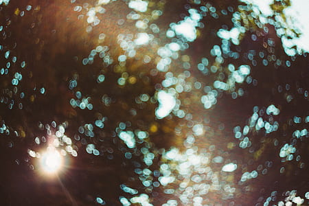sunlight passing through leaves thumbnail