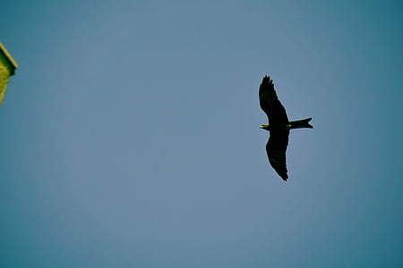 bird flying near brown concrete building during daytime thumbnail