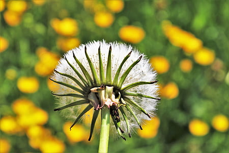 shallow focus photography of flower thumbnail