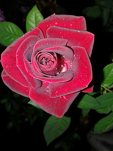 Scarlet Rose, Black Background thumbnail