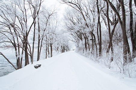 brown bare trees covered with snow beside snow-covered road thumbnail