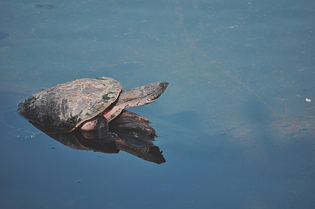 black sea turtle thumbnail