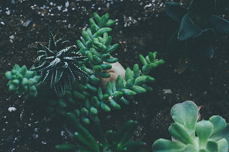nature, earth, garden, leaf thumbnail