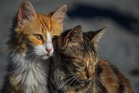 selective focus photography of two orange and black cats beside each other thumbnail