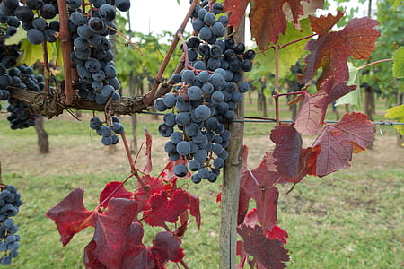 macro photo of black grapes thumbnail