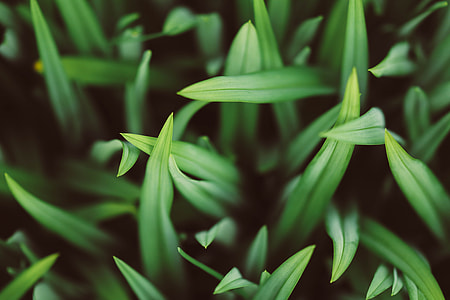 green leafed plant thumbnail