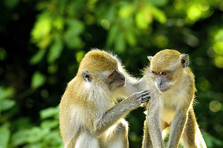 two brown monkeys thumbnail