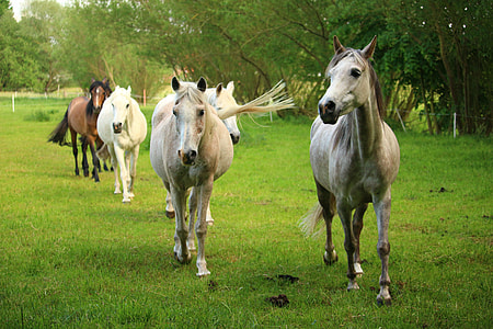 herd of horse in the middle of the greenfield near tall trees at daytime thumbnail