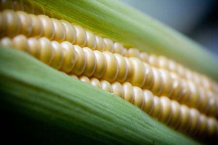 selective focus of corn thumbnail