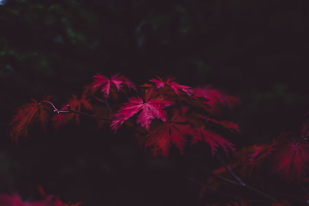 pink leaved plant thumbnail