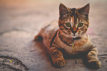 short-coated gray tabby cat lying on gray surface thumbnail
