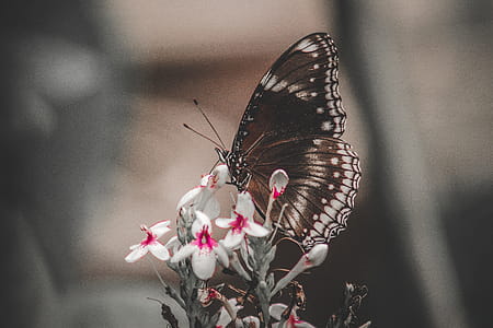 Butterfly On White Petaled Flowers thumbnail