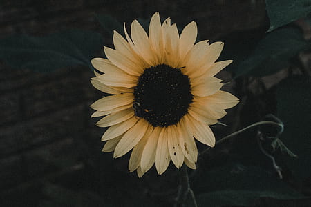 selective focus photography of sunflower thumbnail
