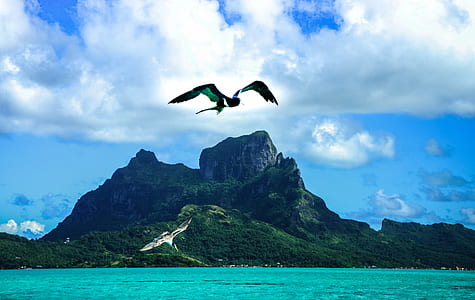 two birds on flight behind mountain thumbnail