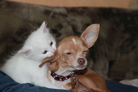 adult smooth tan Chihuahua with white kitten thumbnail