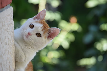 short-coated white and orange cat on white surface thumbnail