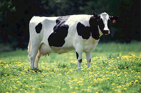 white and black cow standing on grass field thumbnail