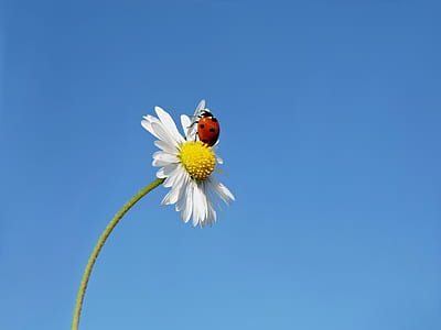 white daisy thumbnail