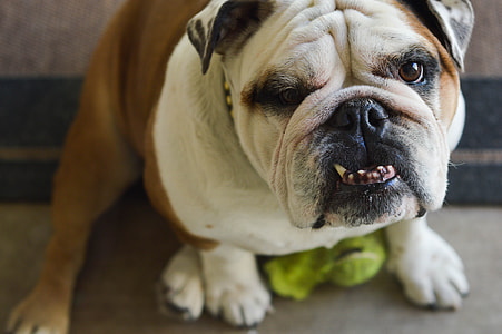adult English bulldog thumbnail
