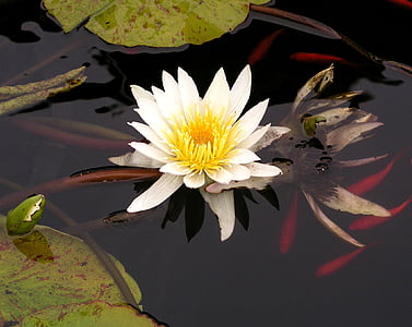 photo of white water lily thumbnail