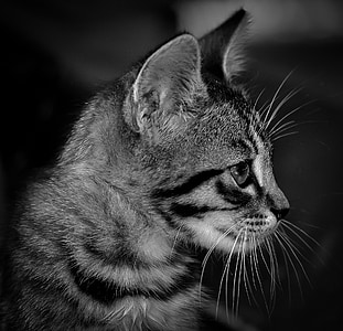gray and black cat thumbnail