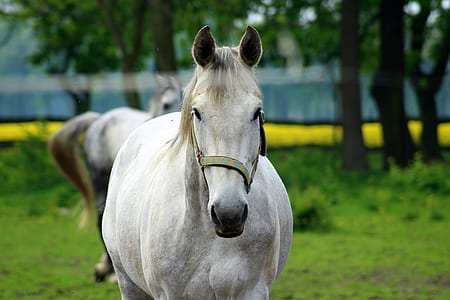 focus photo of white horse thumbnail