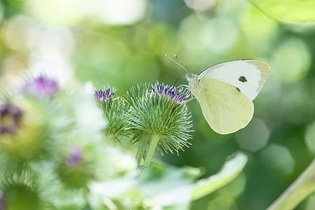 Cabbage White Butterfly Perching on Purple Flower in Selective Focus Photography thumbnail