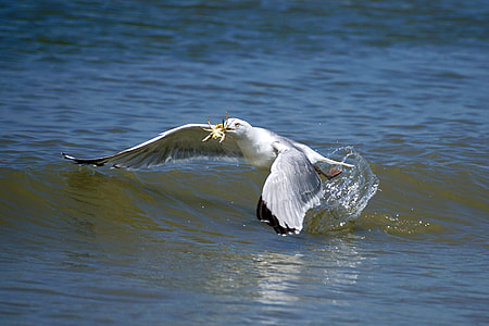white and black bird eating crab in ocean thumbnail