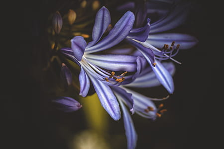 nature, flowers, petals, blur thumbnail