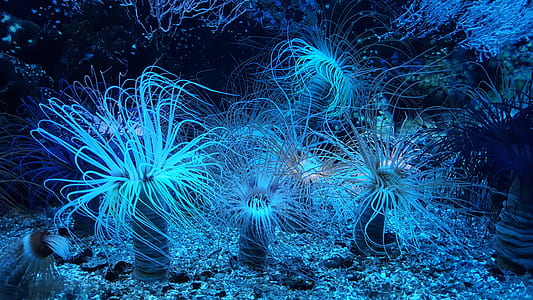 underwater photo of blue animone thumbnail