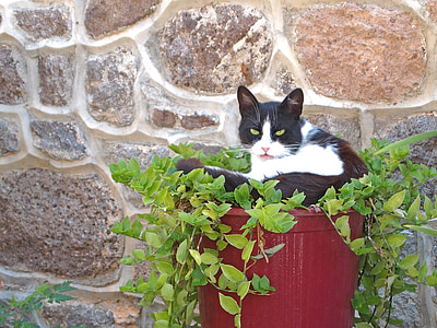 white and black cat lying on green leafed plant thumbnail