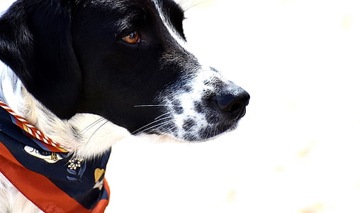 adult black and white English pointer thumbnail